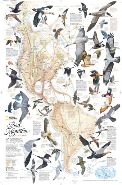 Bird Migration (Americas)