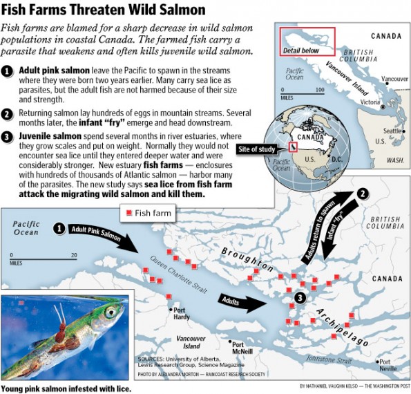 Fish Farms Threaten Wild Salmon