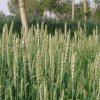 Barley Crop